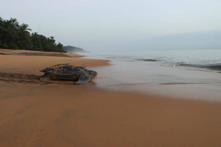 luth,turtle,in,french,guiana